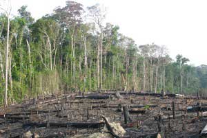 Brazilian_Rainforest_Clearcutting