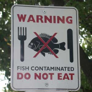 Fish still contaminated with phased-out Scotchgard chemical 1 Fish_contaminated_with_Scotchgard_chemical
