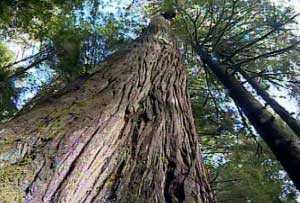 Walbran Valley