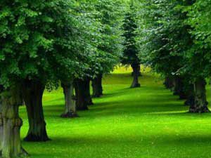 New method to make trees grow bigger and quicker 1 trees_on_grass